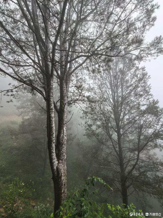 周末的药乡国家森林公园，云雾缭绕恍如仙境