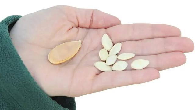 见过用南瓜做的船吗？真可以坐人的那种！没错	，最大南瓜再次刷新记录