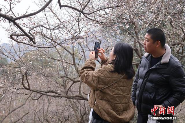 浙江杭州：超山梅花盛开引客来