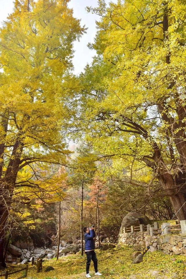 “刷爆”洛阳人朋友圈的金色，谁看谁心动～