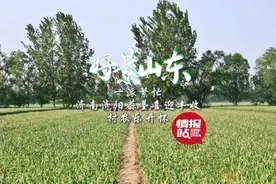果然视频·好景山东|济南济阳蒜薹喜迎丰收，村民乐开怀！图片