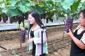 河南淅川：葡萄喜丰收 游客采摘乐图片