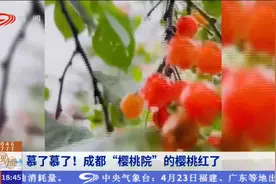 新闻现场丨慕了慕了！成都“樱桃院”的樱桃红了图片