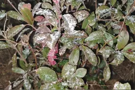 福州下雪了？福建低温霜冻继续！最低-8.8℃图片