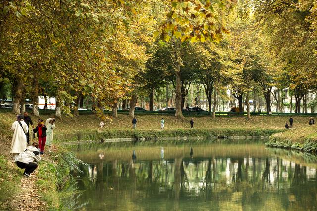 成都冬日梧桐叶美景上线 驷马桥沙河河畔梧桐颜色正好