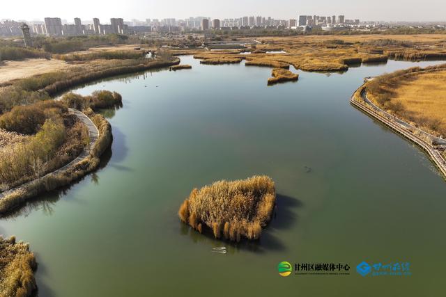 张掖：湿地公园千亩蒹葭鎏金，候鸟翅掠清波