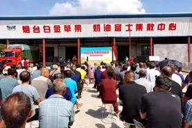 烟台白金苹果奶油富士集散中心在牟平成立图片