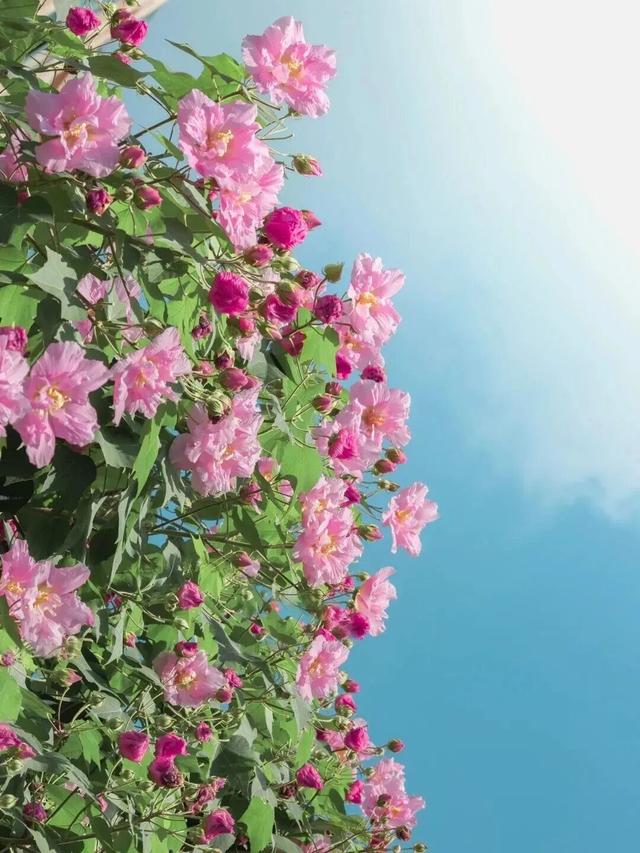 这才是成都秋天的“顶流”，周末就出发