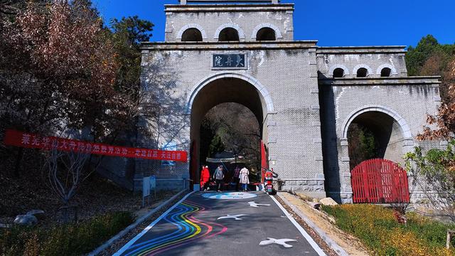 立冬后大舟山千年银杏 “逆寒” 金黄 自驾赴一场冬初童话之约