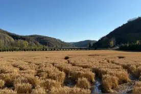 金秋时节打卡陕北好风光南泥湾图片