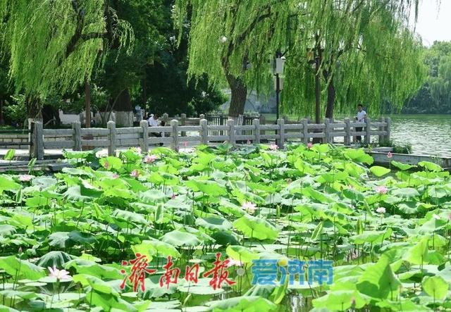 一年四季 泉在济南丨“荷”其有幸相约泉城，济南第39届荷花艺术节开幕了