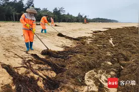 原创组图 | 海口西海岸：环卫工冒寒风清理沙滩海草图片