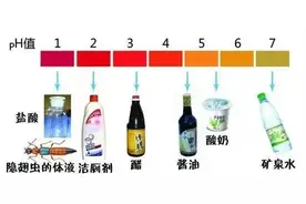 警惕“会飞的硫酸”——隐翅虫图片