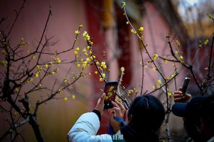 蜡梅盛开，香气袭人