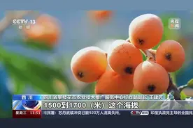 央媒看四川丨一年四季都有鲜桃吃 他们在攀枝花跟着海拔种桃子图片