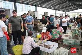 海鲜抢“鲜”上市  15万斤梭子蟹“爬”上市民餐桌图片