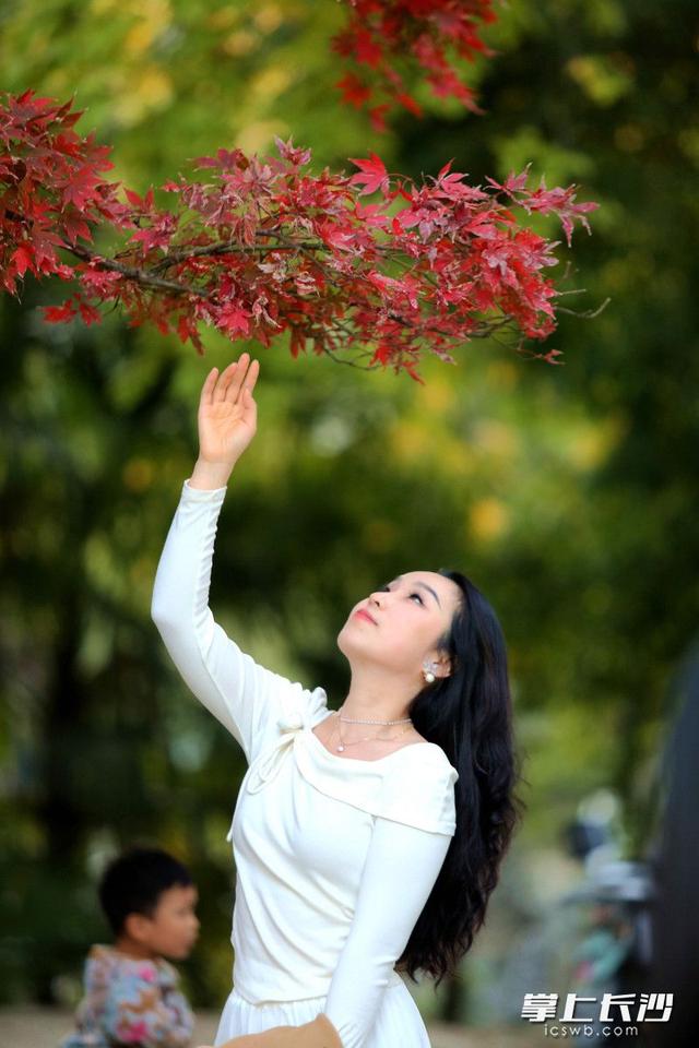 红枫如火 冬日亮色｜组图