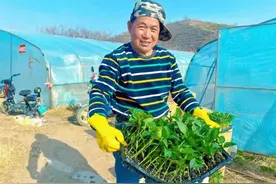 河北崇礼：彩椒大棚种植忙 奏响勤劳“致富曲”图片