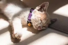 猫咪“去世”前的5个征兆，猫生短暂，好好珍惜图片