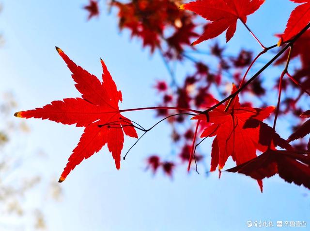 冬日枫树叶，五彩斑斓景致绝美