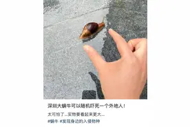 提醒！下雨天后遇到这种大蜗牛千万别碰图片
