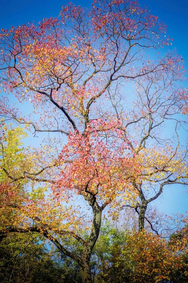 周末，去“捡秋”！