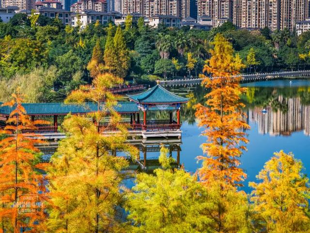 永川兴龙湖的水杉迎来最美的季节！