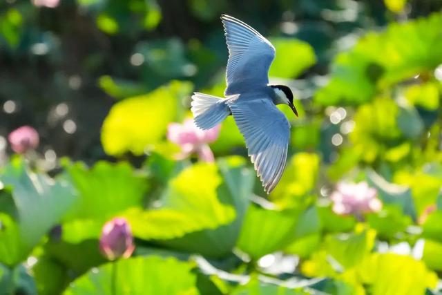 盛夏“荷”处去？三湘美景等你约……