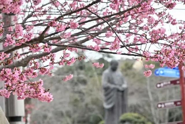 扬州樱花大道早樱初绽