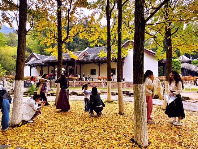 岳麓山的银杏黄了