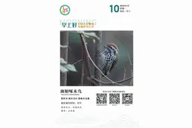 科普丨【记录天空精灵 传递护鸟之声】斑姬(jī)啄木鸟图片