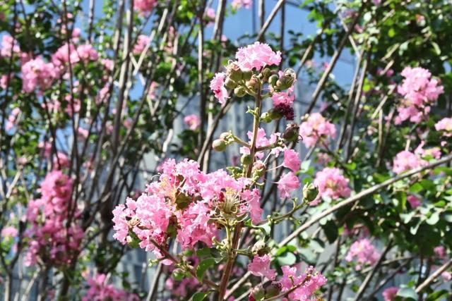 西安因你而美 | 夏日独占芳菲 紫薇花开正艳