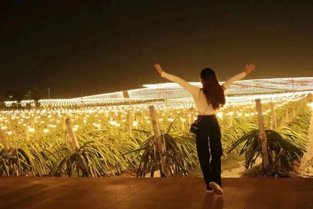 南宁冬季水果采摘全攻略 | 东北老铁、西北家人，告别猫冬！来南宁实现“水果自由”