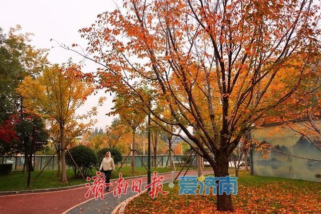 秋染彩林绘就正丰路公园五彩画卷