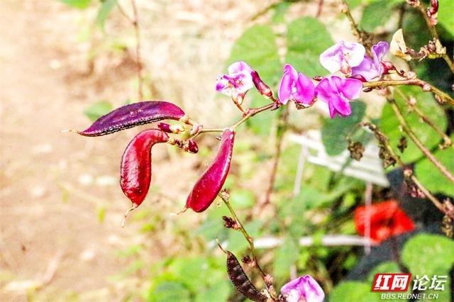 秋游时刻丨这片潇水边的沃土，才是秋天最不该错过的风景