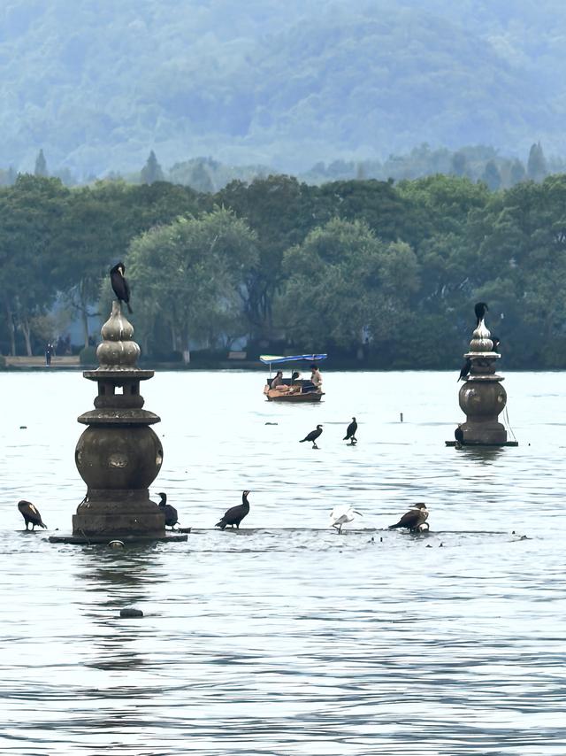 晚潮｜三潭石塔观鸬鸟