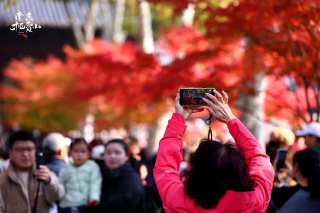 官宣：栖霞山进入最佳观赏期！