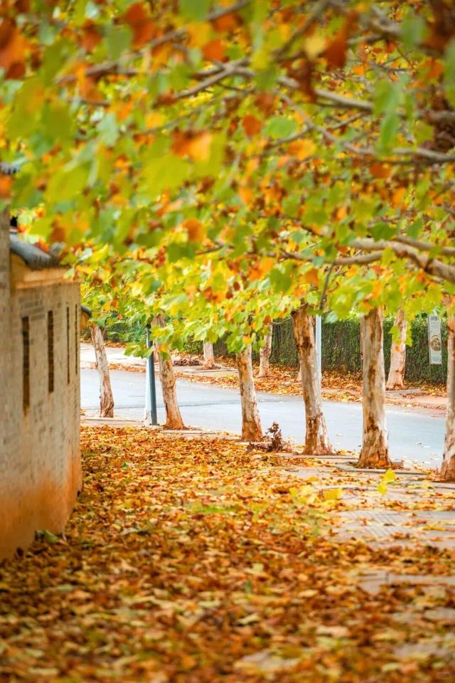 江西的这些“赏桐”胜地，治愈又出片！