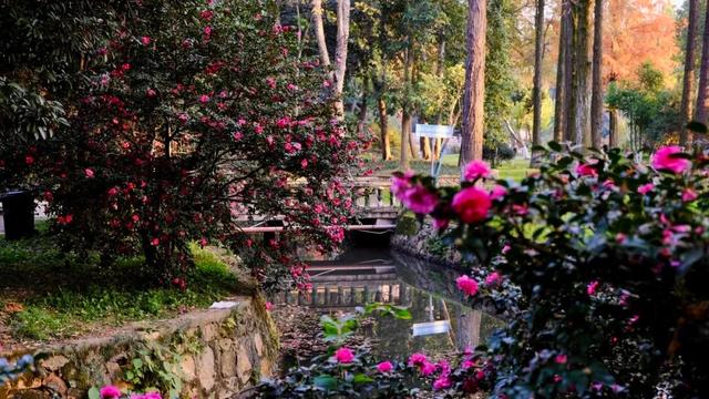 闭眼出片！武汉植物园茶梅进入最佳观赏期 这份浪漫攻略请收好