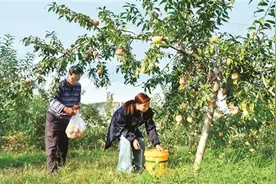“中华寿桃”迎来丰收图片