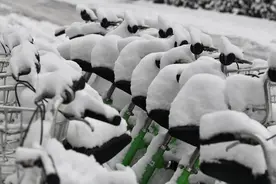 “阜阳马帮”雪中无偿救援受困车辆：6天已救援约300辆，新能源车主被困占比高图片