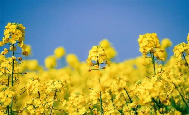 冬暖花开游云南 | 冬游红河，“马”上赏花！