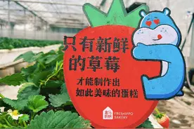盒马爆款草莓盒子蛋糕的背后，也有松江草莓的一份力！图片