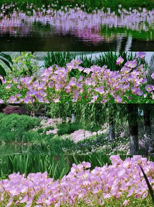 四季流转，青浦这座公园的颜值从来不掉线！