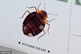 我在巴黎｜几只臭虫引发全法国恐慌：生物危机还是公关危机？图片