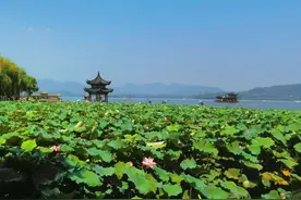 立秋到底吃啥？AI给的答案是杭州人立秋要吃桃  爷叔：没听过图片