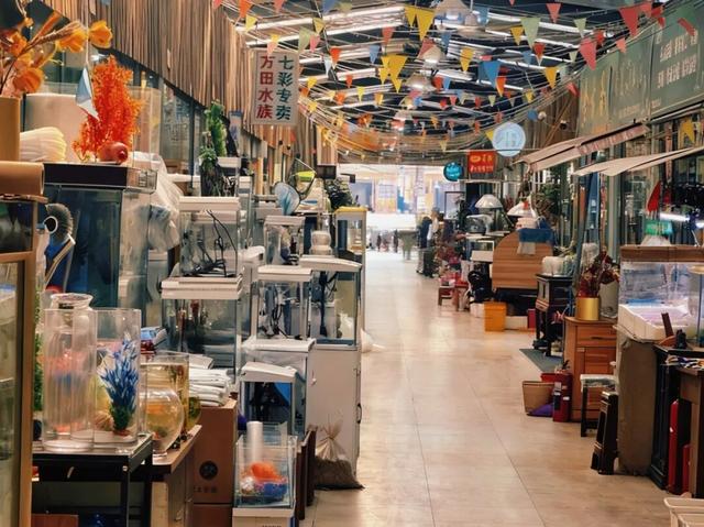 淘宝、赏花、观鱼，周末共康古玩街约起？