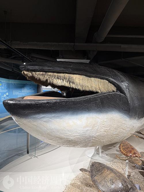 青岛：海的乡愁，酒的酣畅