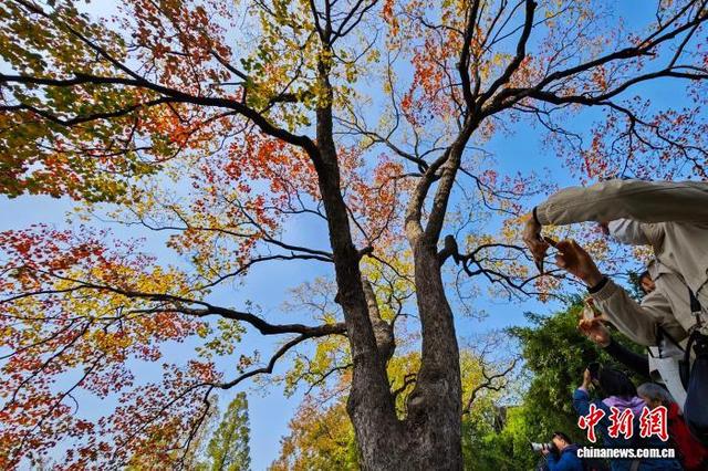 秋景迷人眼 南京莫愁湖色彩斑斓诗意浓