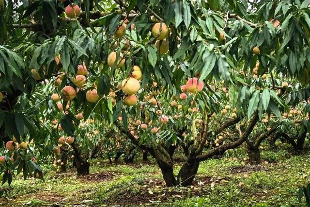 熟了熟了！周末走起！昆明采摘地图“上新”，速来eat→